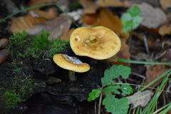 Paxillus involutus