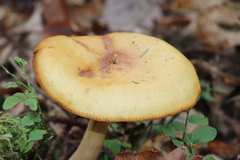 Cystoderma aureum