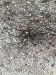 Eratigena atrica