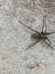 Eratigena atrica