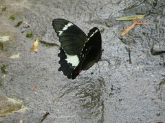Papilio aegeus aegeus