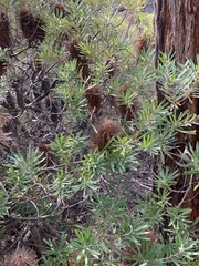 Banksia neoanglica