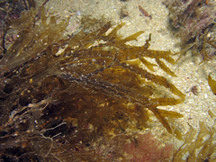 Dictyopteris polypodioides