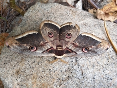 Saturnia pyri