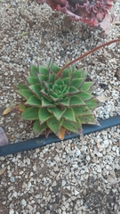 Echeveria agavoides