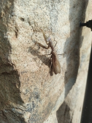 Mantidae