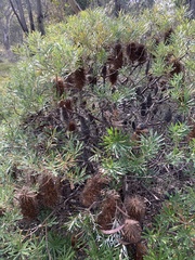 Banksia neoanglica