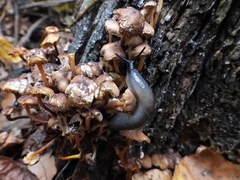 Krynickillus melanocephalus