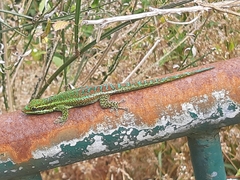 Phelsuma borbonica