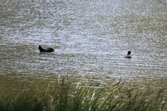 Fulica atra australis