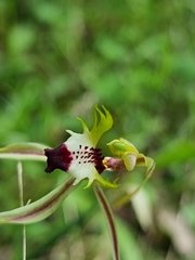 Caladenia atrovespa