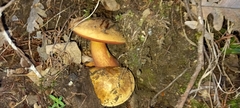 Neoboletus xanthopus