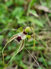 Caladenia atrovespa