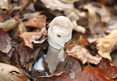 Macrolepiota mastoidea