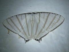 Urapteroides astheniata