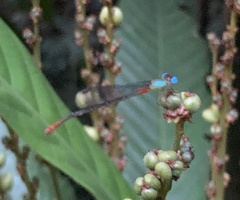 Ceriagrion cerinorubellum