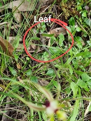 Caladenia atrovespa