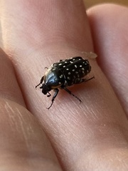 Oxythyrea marginalis