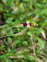 Caladenia atrovespa