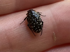 Oxythyrea marginalis