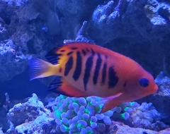 Centropyge loriculus