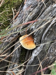 Pycnoporellus fulgens