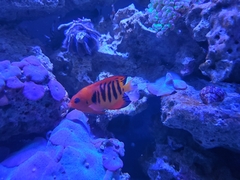 Centropyge loriculus