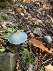 Stropharia caerulea