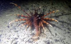Pterois volitans
