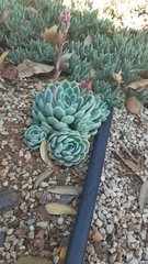 Echeveria elegans