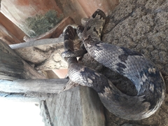 Trimorphodon biscutatus