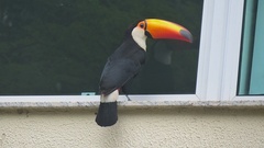 Ramphastos toco
