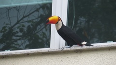 Ramphastos toco