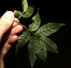 Arytera pauciflora