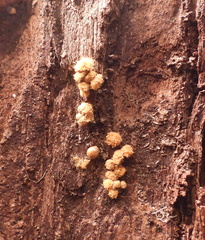 Hemitrichia calyculata