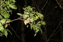 Arytera pauciflora