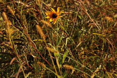 Rudbeckia hirta