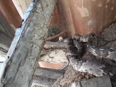 Trimorphodon biscutatus