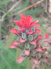 Castilleja arvensis arvensis