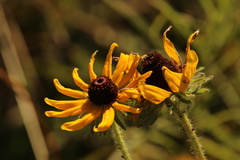 Rudbeckia hirta