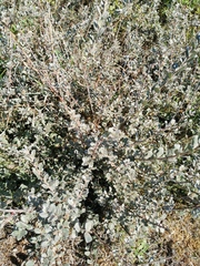 Salix repens argentea