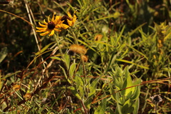 Rudbeckia hirta