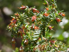 Darwinia citriodora