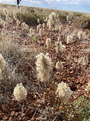 Ptilotus nobilis