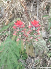 Castilleja arvensis arvensis