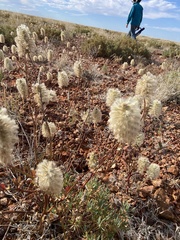 Ptilotus nobilis