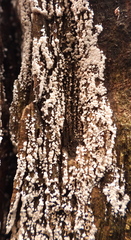 Xylobolus frustulatus