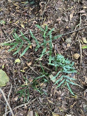 Lindsaea ensifolia
