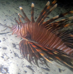 Pterois volitans