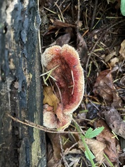 Fistulina hepatica